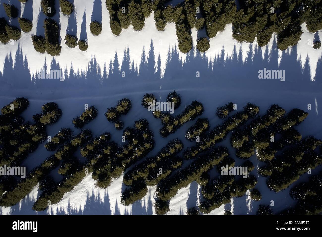 Pine trees aerial hi-res stock photography and images - Alamy