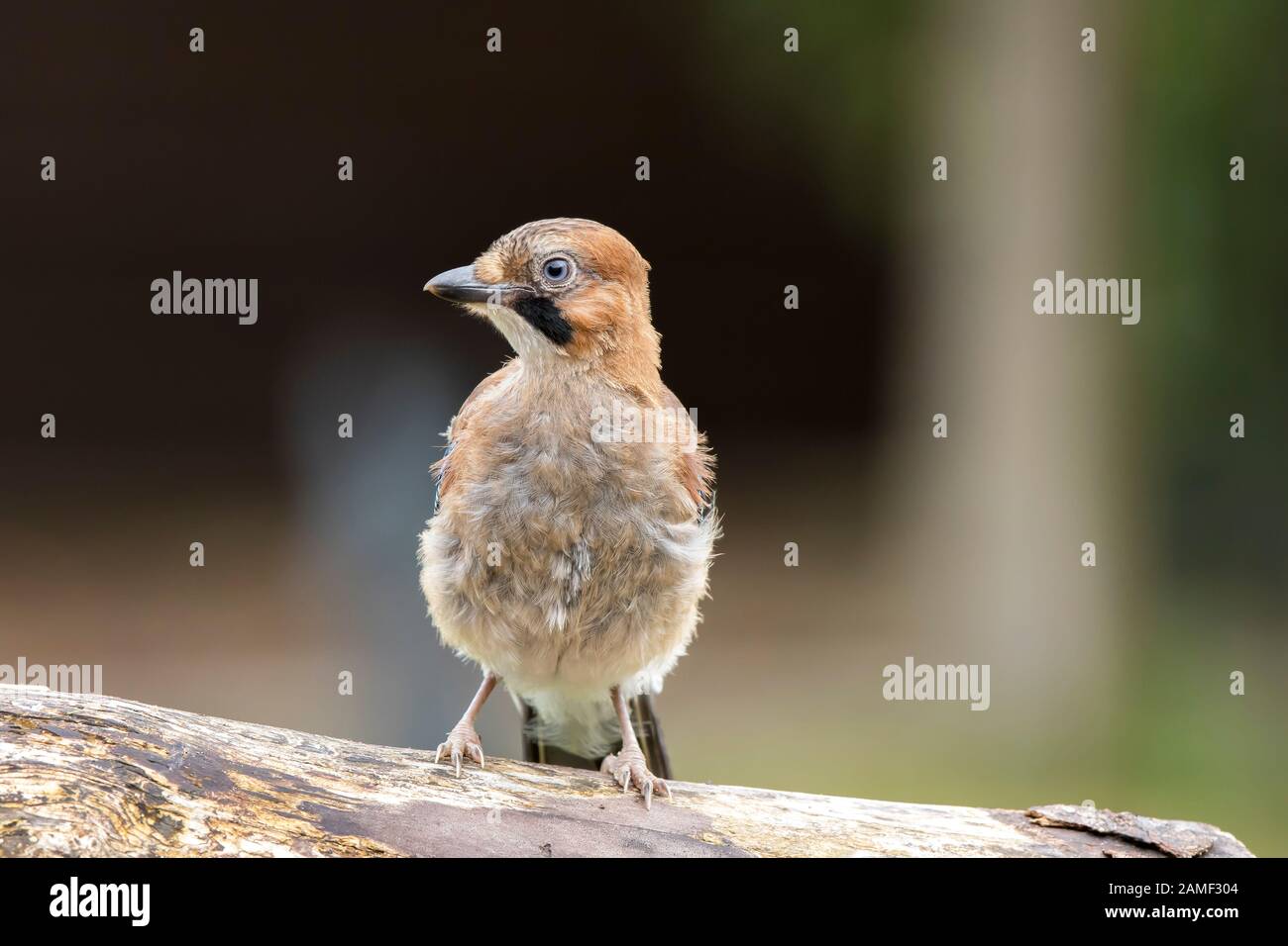 Detailed, front view close up of wild, juvenile UK jay bird (Garrulus glandarius) with downy feathers, isolated outdoors perched on log. Stock Photo