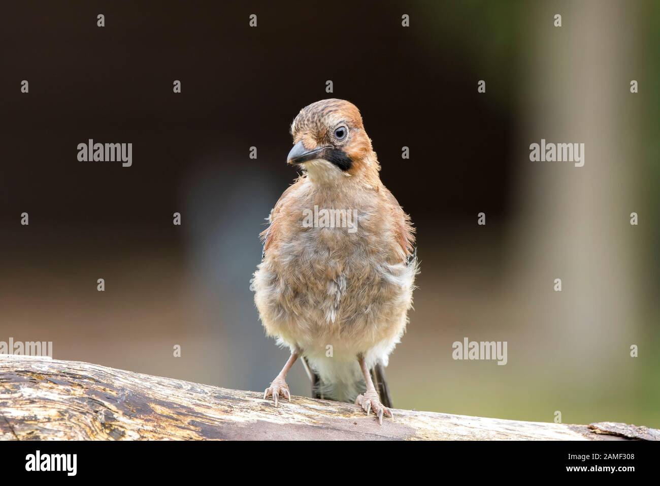 Detailed, front view close up of wild juvenile UK jay bird (Garrulus glandarius) with downy feathers, isolated outdoors perching on log. Stock Photo