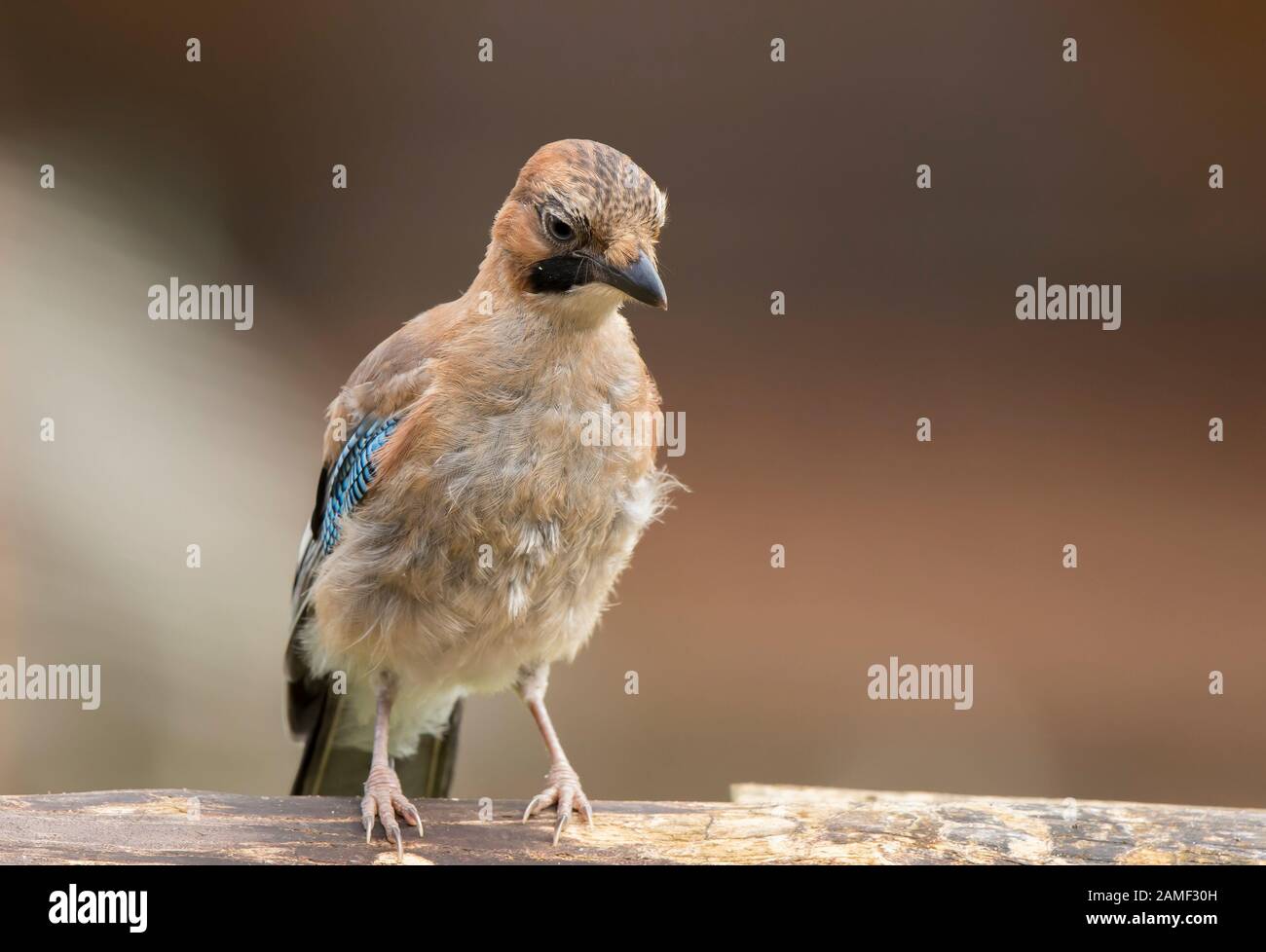 Detailed, front view close up of juvenile UK jay bird (Garrulus glandarius) with downy feathers, isolated outdoors in summer perched on garden log. Stock Photo