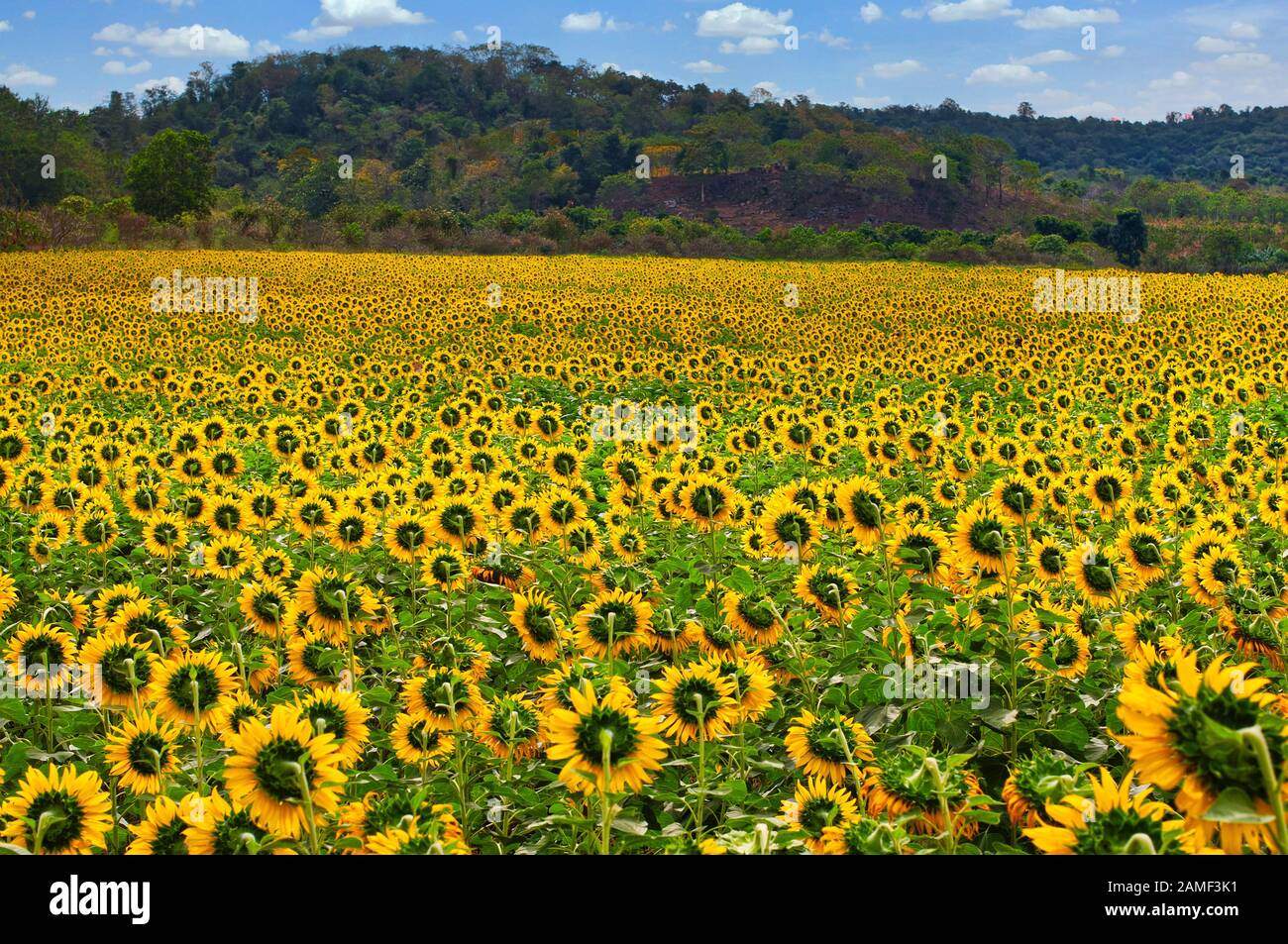 Natural beauty of sunflower field with hill and blue sky Stock Photo ...