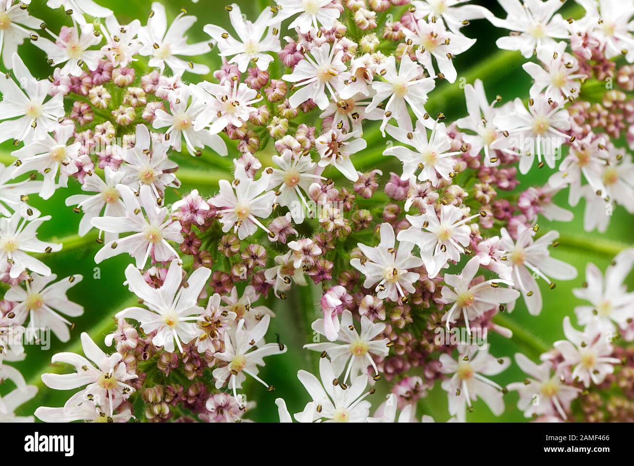 Close up of Wild flowers Stock Photo - Alamy