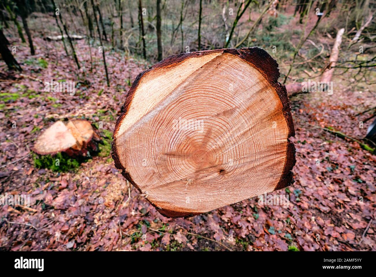 View at the annual rings of a freshly felled tree in the winter forest. Seen in Bavaria, Germany in January. Stock Photo
