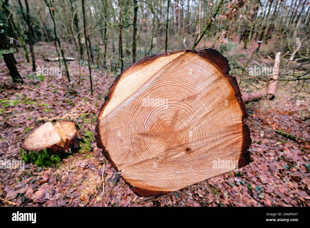 View at the annual rings of a freshly felled tree in the winter forest. Seen in Bavaria, Germany in January. Stock Photo