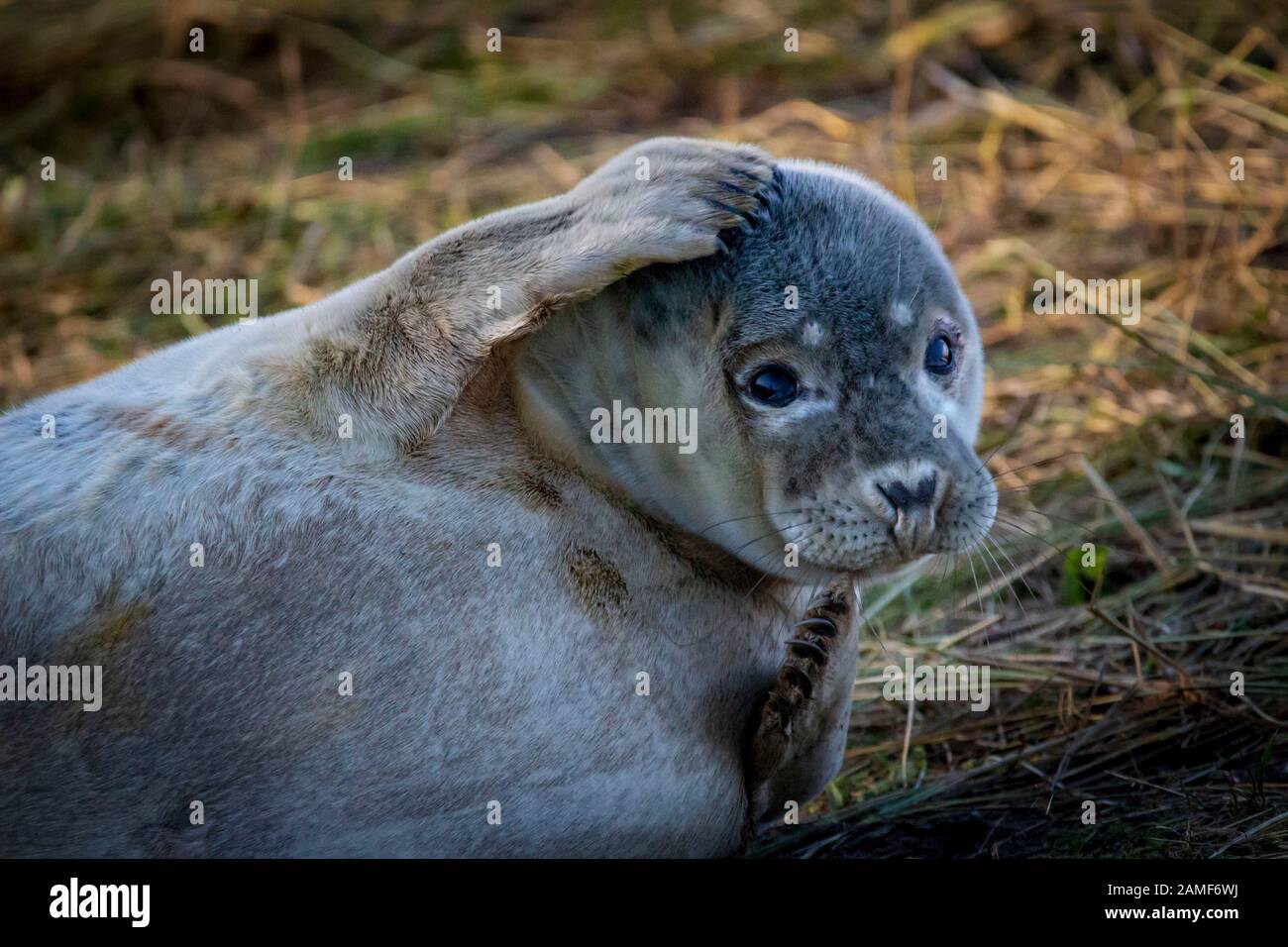 Grey Seal posing with flippers up to face on land Stock Photo