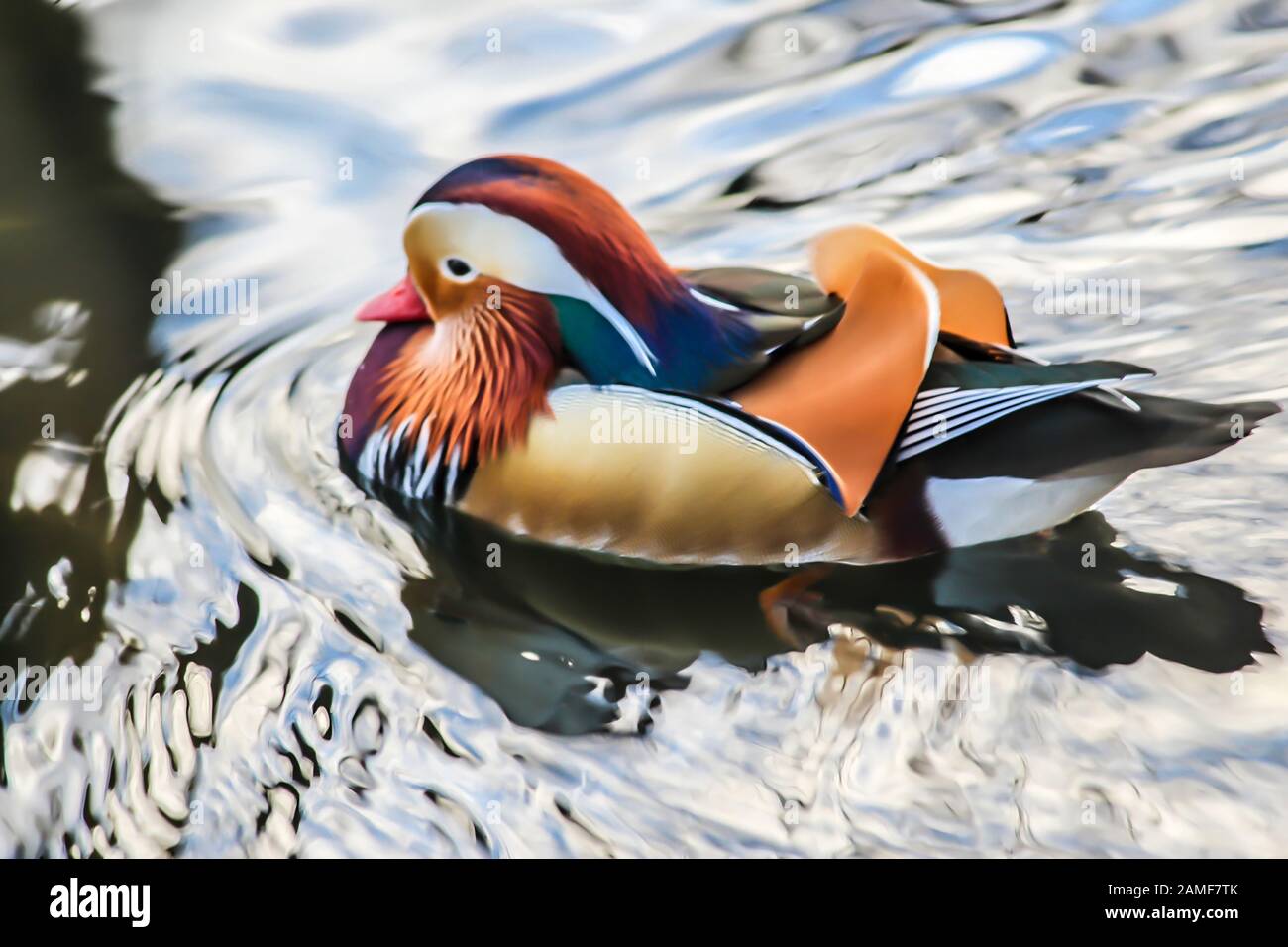 A mandarin duck male is swimming in the lake.Close up.The life of wild birds in the park.A image for a site about birds,ducks,wildlife,art, painting. Stock Photo
