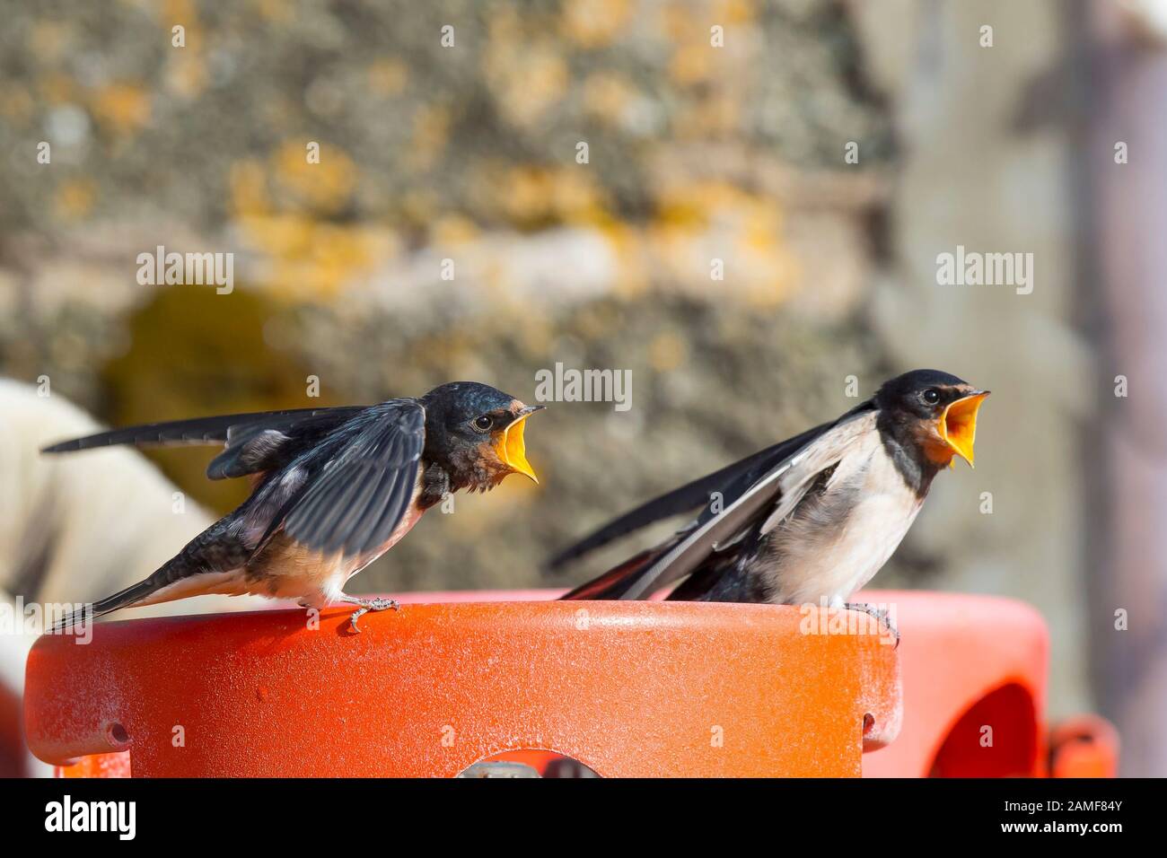 Close up of UK barn swallow chicks (Hirundo rustica) isolated outdoors in summer farmyard, flapping wings & beaks open calling. Hungry baby birds. Stock Photo