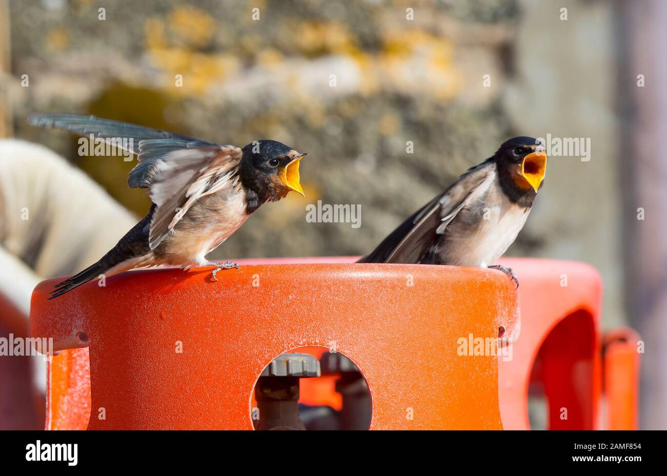 Close up of UK barn swallow chicks (Hirundo rustica) isolated outdoors on farmyard gas cylinder in sunshine, beaks open calling. Hungry baby birds. Stock Photo