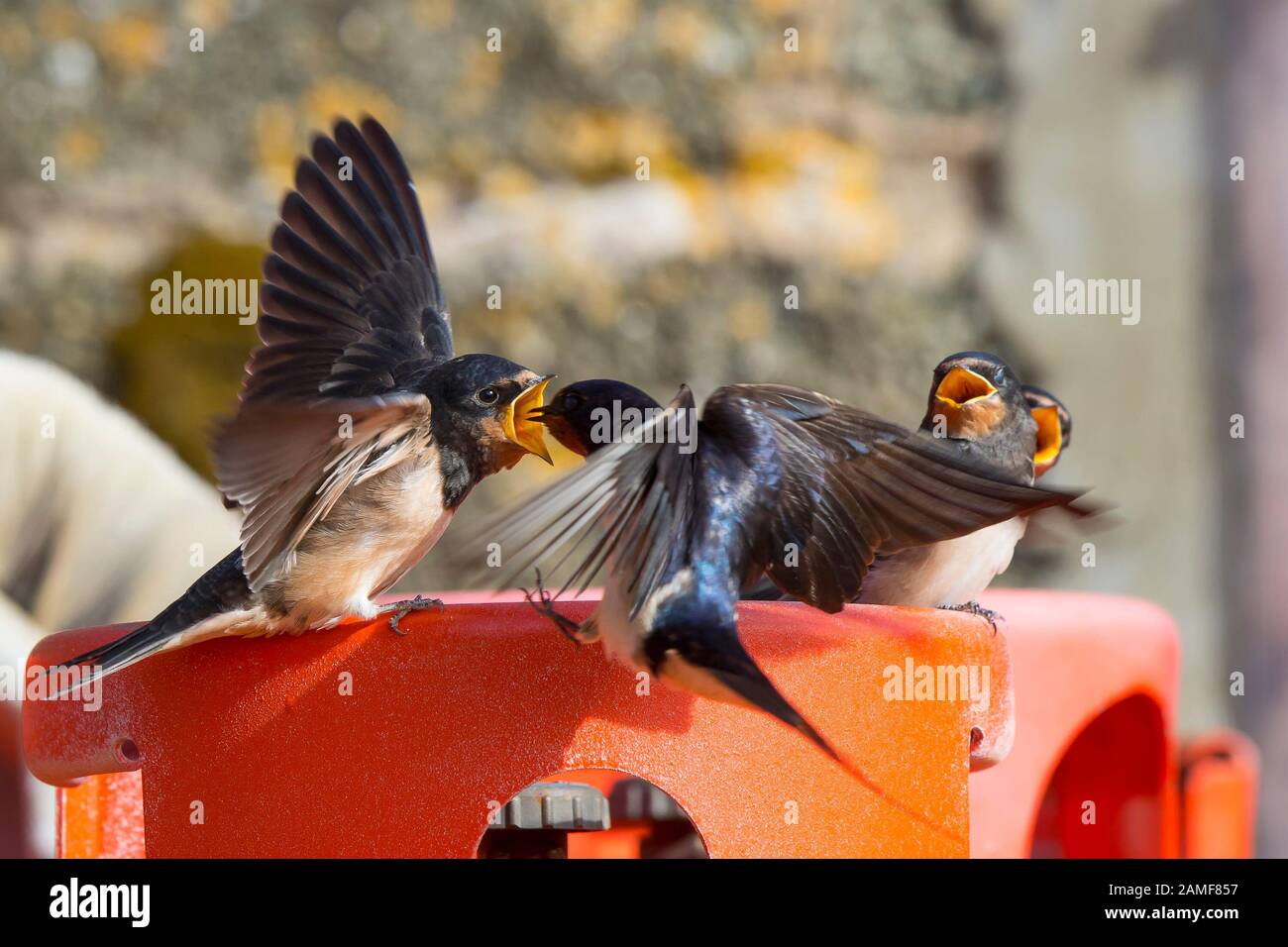 Close up wild, hungry UK barn swallow chicks (Hirundo rustica) beaks open being fed by parent bird. Baby birds calling for food. UK swallows in summer. Stock Photo