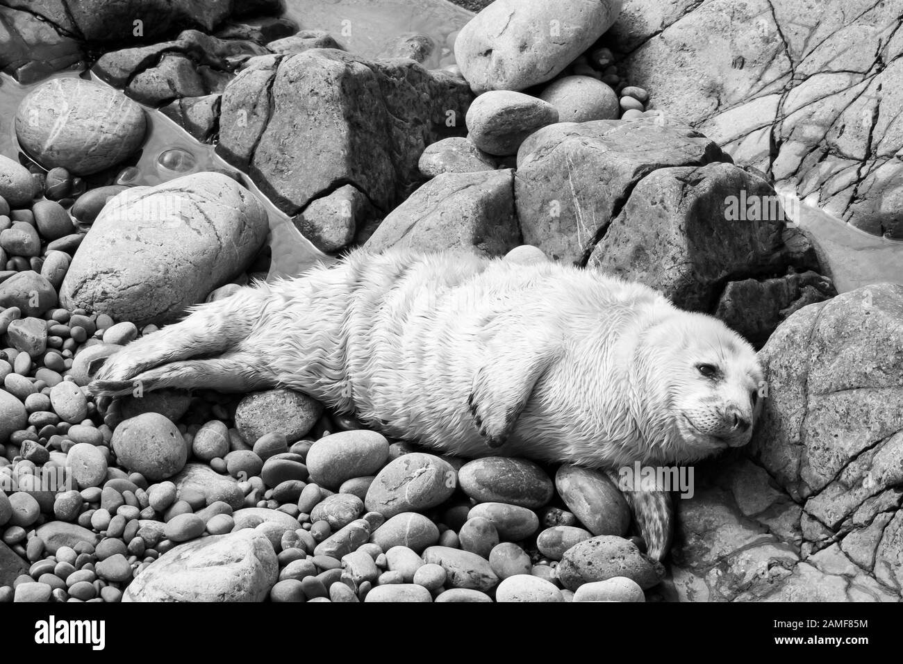 Mono close up of baby, newborn UK grey seal (Halichoerus grypus) isolated on pebble beach lying in summer sunshine. Very cute Atlantic grey seal pup. Stock Photo