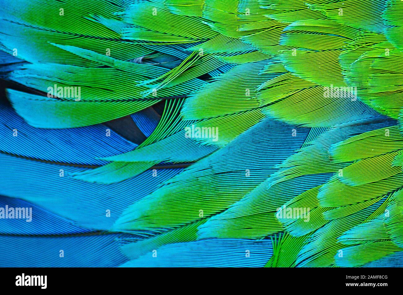 close up of feathers on wing of Great Green Macaw / Parrot Stock Photo