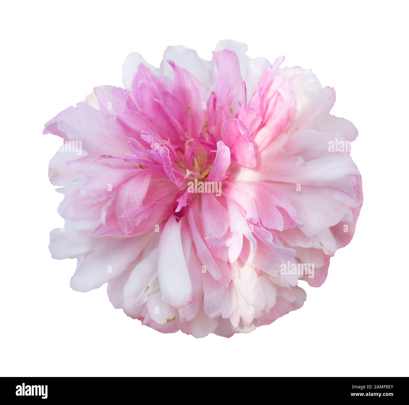 Beautiful peony flower on white background. Pink flower isolated Stock ...