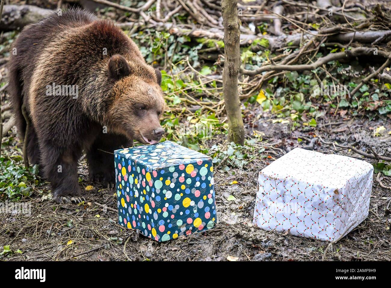 European brown bears celebrate their birthdays and are given gifts and treats at Bristol Zoo's Wild Place Project, South Gloucestershire, where four of the bears in Bear Wood are all celebrating their second and third birthdays within a week of each other. Stock Photo