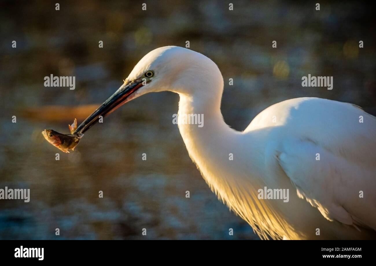 Rutland water January 12th 2020: Little Egret fishing during the mild climate for winter wildlife wetland birds feed and bath in high waters under storm clouds and high rainfall witch inturn at the danger of damage to nesting sites. Wintering wildfowl Duck traps built of wire mesh and situated in shallow water operated in winter in association with the Wildfowl and Wetlands Trust. Frequently caught species are ringed like Litte Egret Tufted Duck, Mallard, Teal and Moorhen.   Clifford Norton Alamy Stock Photo