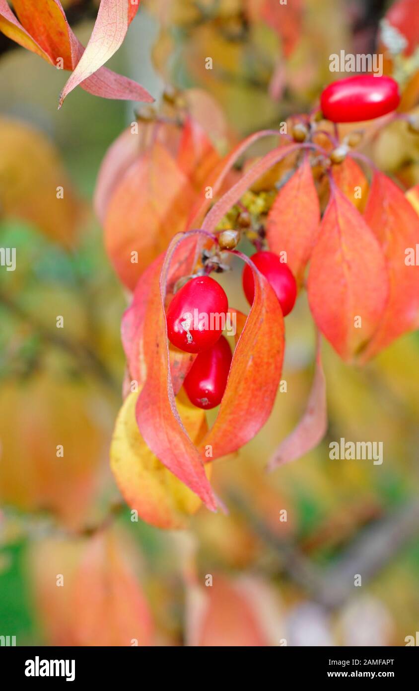 Cornus Officinalis Fruits Hi Res Stock Photography And Images Alamy