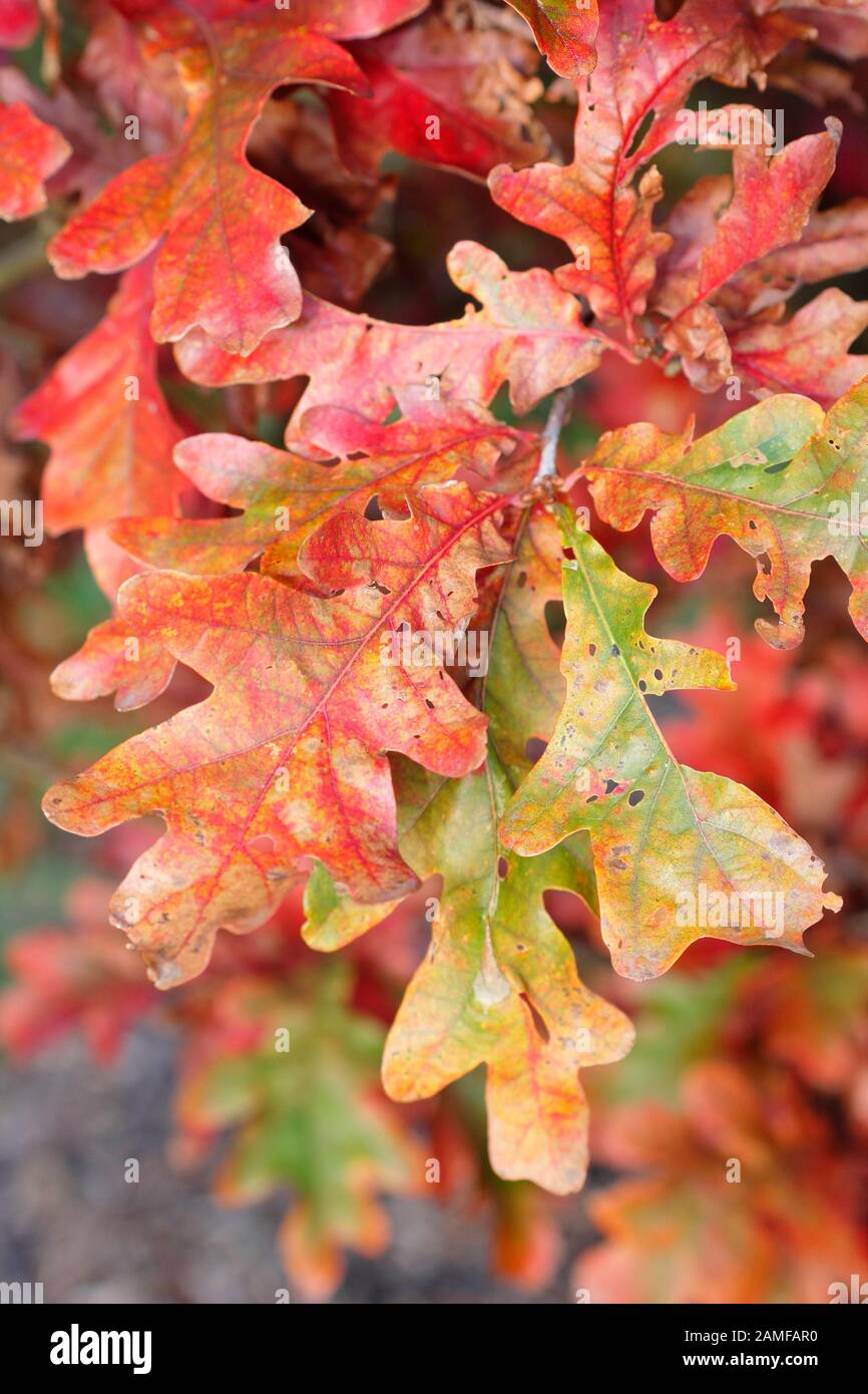 Quercus 'Crimson Spire' hybrid oak tree displaying fiery red foliage in autumn. UK Stock Photo