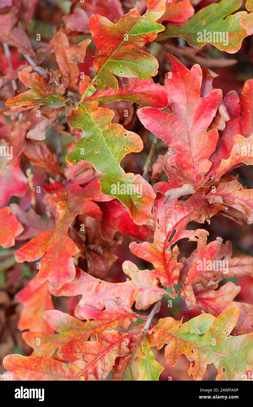 Quercus 'Crimson Spire' hybrid oak tree displaying fiery red foliage in autumn. UK Stock Photo