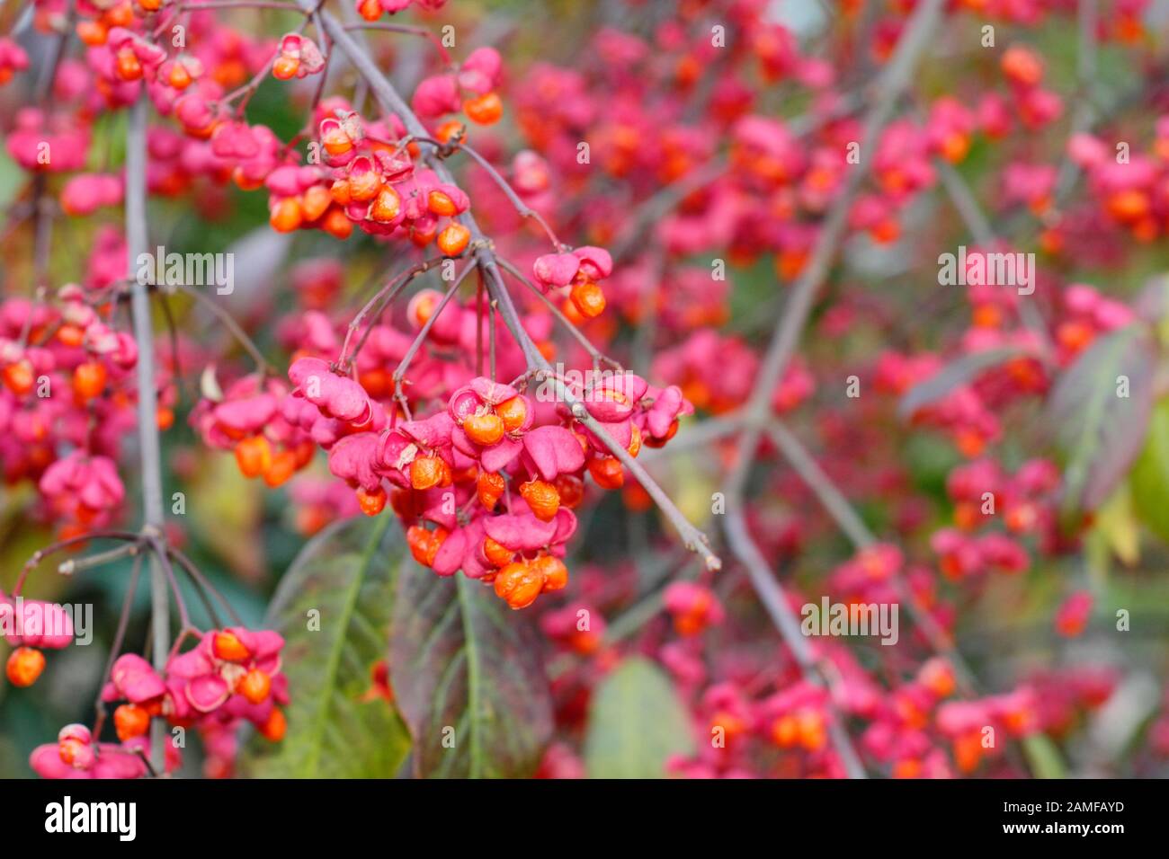 Euonymus europaeus 'Red Cascade' spindle tree displaying distinctive bright pink fruits and orange seeds in autumn. UK Stock Photo