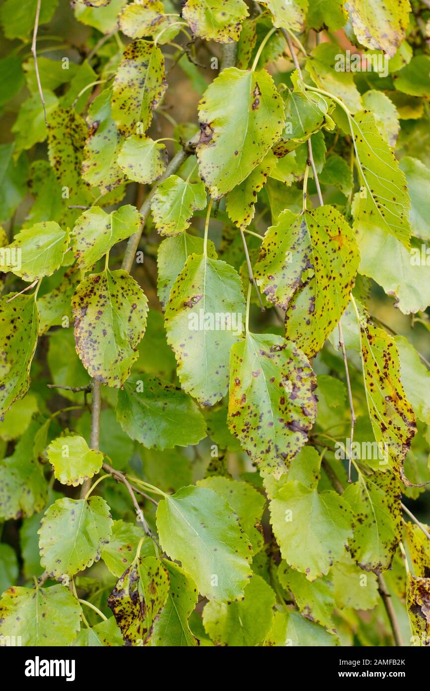 Morus alba 'Pendula'. Weeping white mulberry tree in late summer displaying characteristic weeping habit. UK Stock Photo