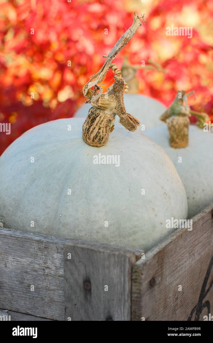 Cucurbita maxima 'Crown Prince'. Freshly harvested, home grown  Crown Prince squash displaying distinctive silver blue skin. UK Stock Photo