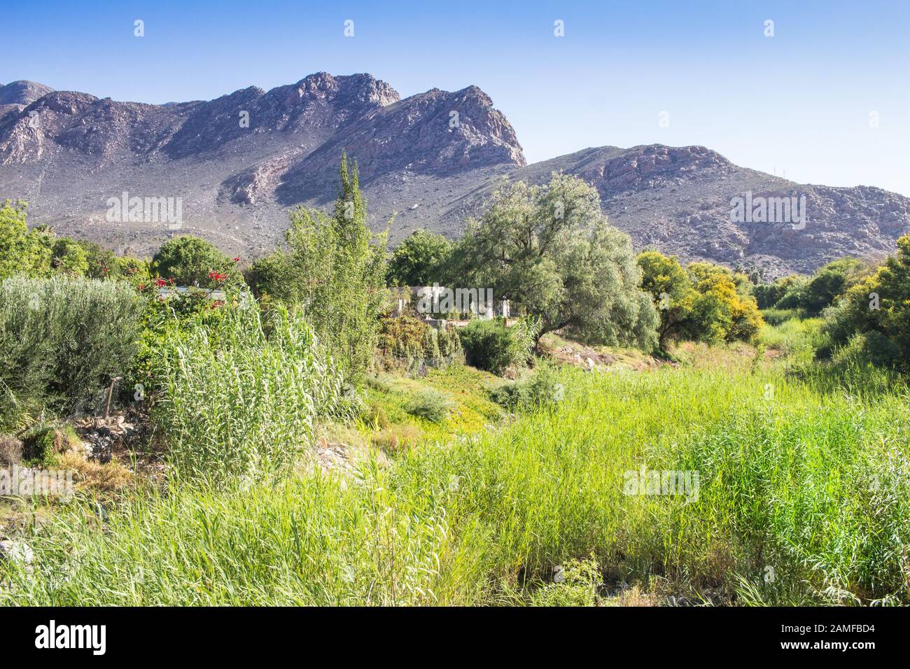 Reed river bed of the Keisie River with beautiful Montagu mountains in background, popular rock climbing area - Western Cape South Africa Stock Photo