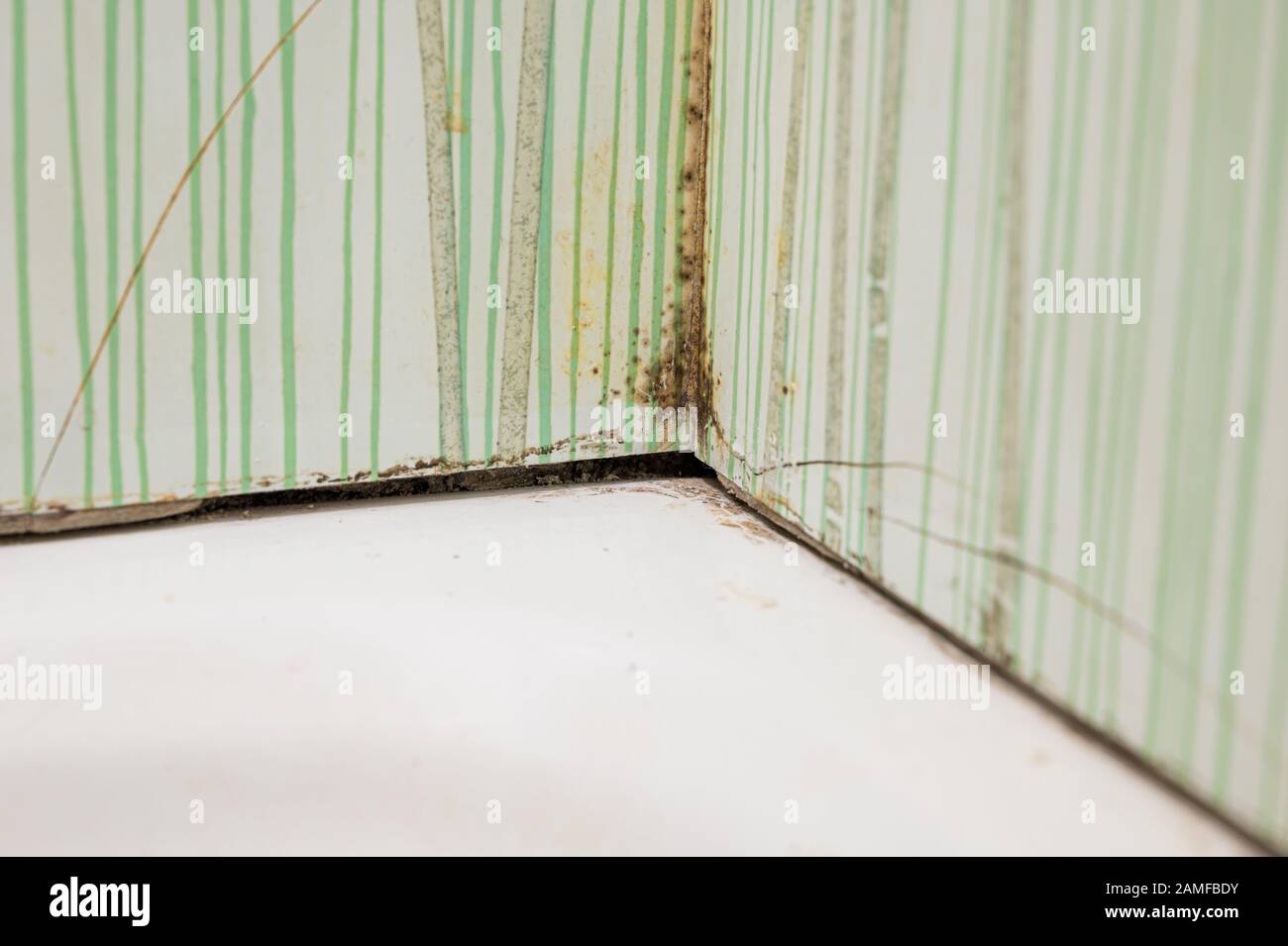 Severe case of bathroom mold causing tiles to crack Stock Photo Alamy