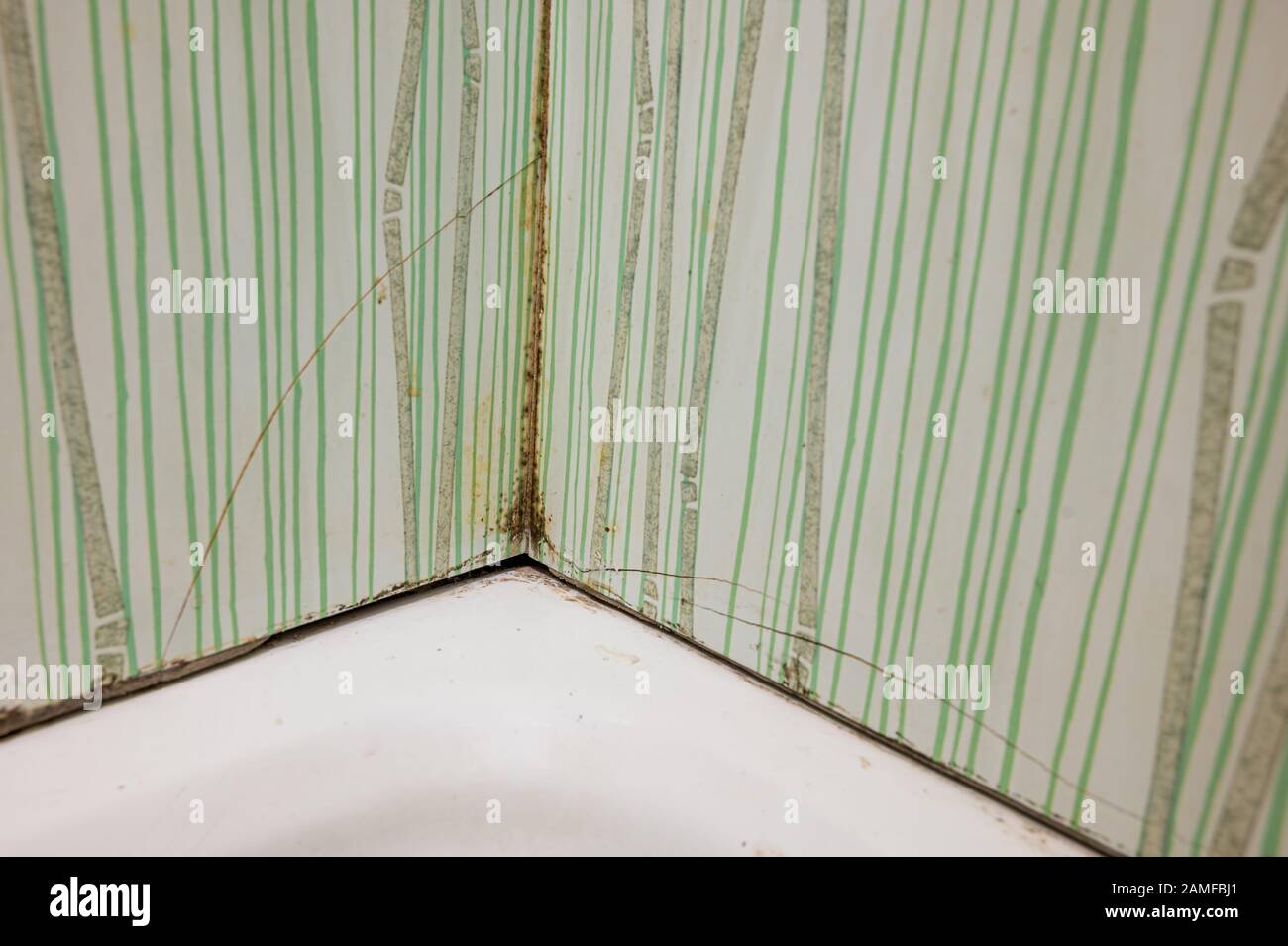 Severe case of bathroom mold causing tiles to crack Stock Photo Alamy