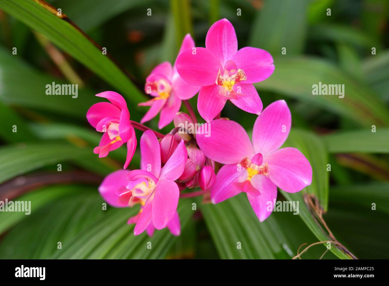 Pink orchid group blooming in garden with close up Stock Photo