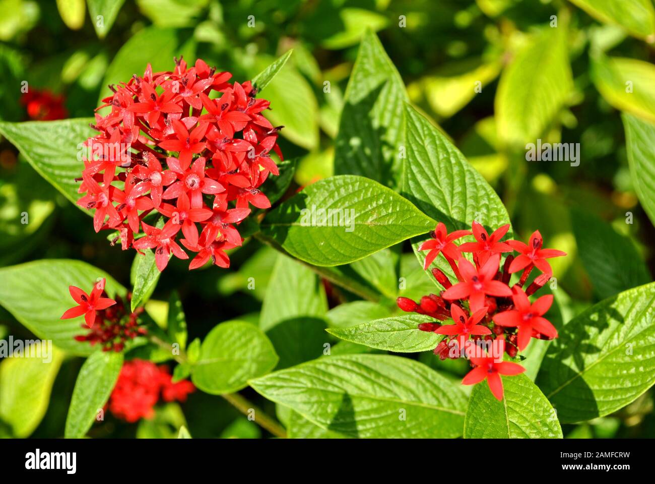 Egyptian star cluster flowers Latin name Pentas lanceolata Stock Photo