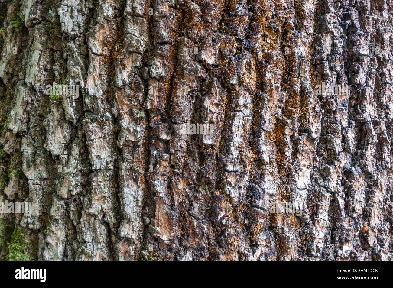 Horse Chestnut Tree Bark