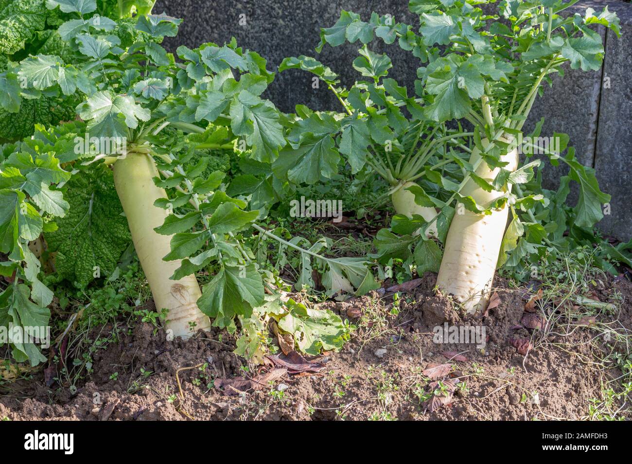 Large daikon white radish growing in soil, Kanazawa, Japan Stock Photo