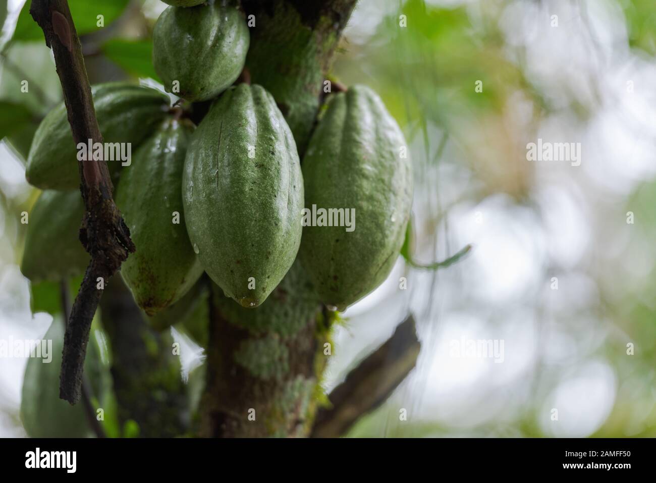 Nutmeg apple hanging on tree in Kerala, South India Stock Photo Alamy