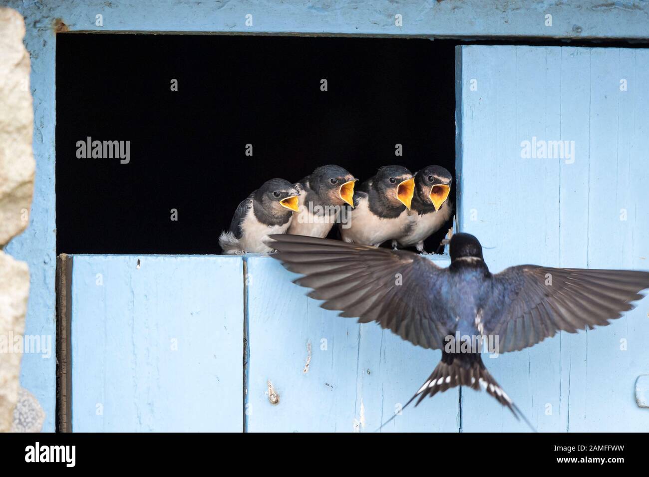 Close up of wild UK baby barn swallows (Hirundo rustica) lined up on barn door waiting to be fed by parent bird. Cute baby birds, barn swallow chicks. Stock Photo