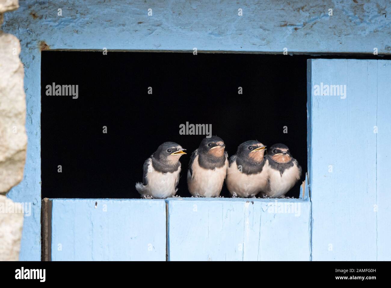 Close up, UK baby barn swallows (Hirundo rustica) isolated on barn door in a line waiting to be fed. Cute swallow chicks. British wildlife, baby birds. Stock Photo