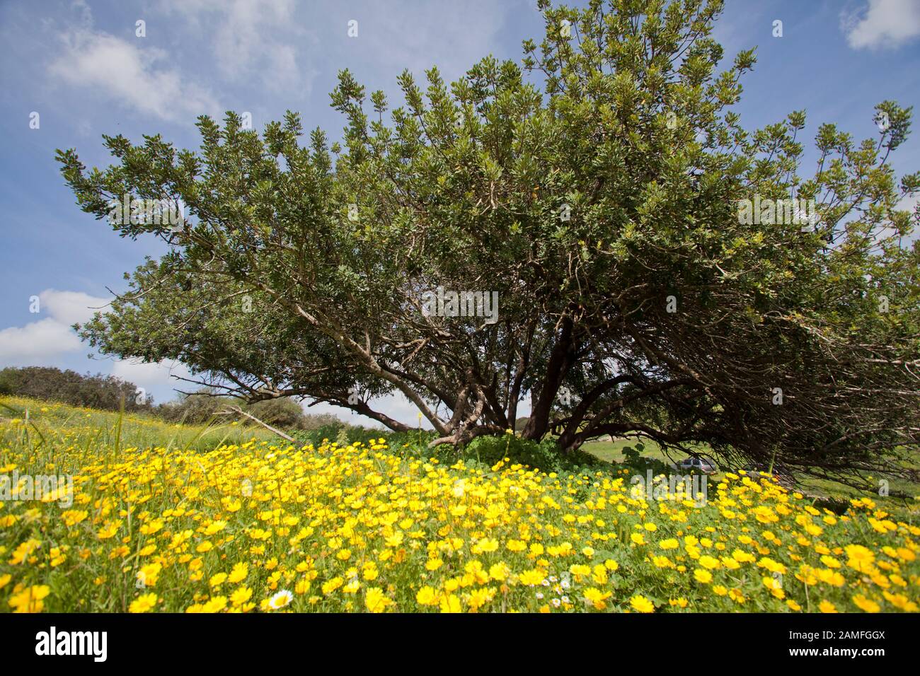 Carob (Ceratonia siliqua) is a flowering evergreen tree or shrub in the legume family, Fabaceae. It is widely cultivated for its edible pods, and as a Stock Photo