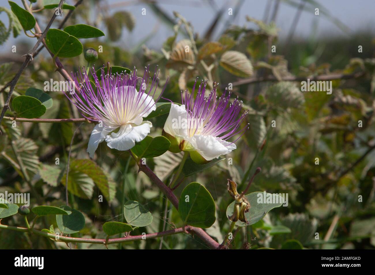Capparidaceae High Resolution Stock Photography and Images - Alamy