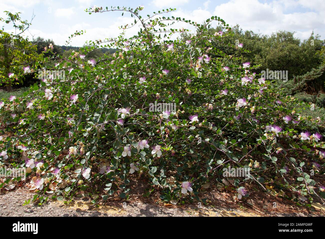 flowering Common Caper (Capparis spinosa) shrub. Photographed in Israel in July Stock Photo
