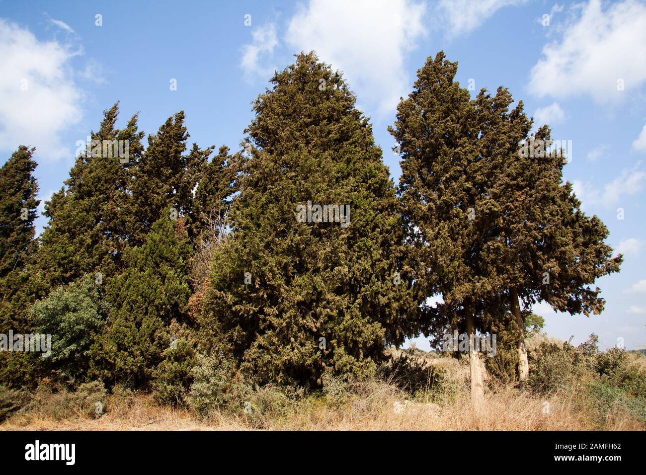 Cupressus sempervirens, the Mediterranean cypress (also known as Italian cypress, Tuscan cypress, Persian cypress, or pencil pine), is a species of cy Stock Photo