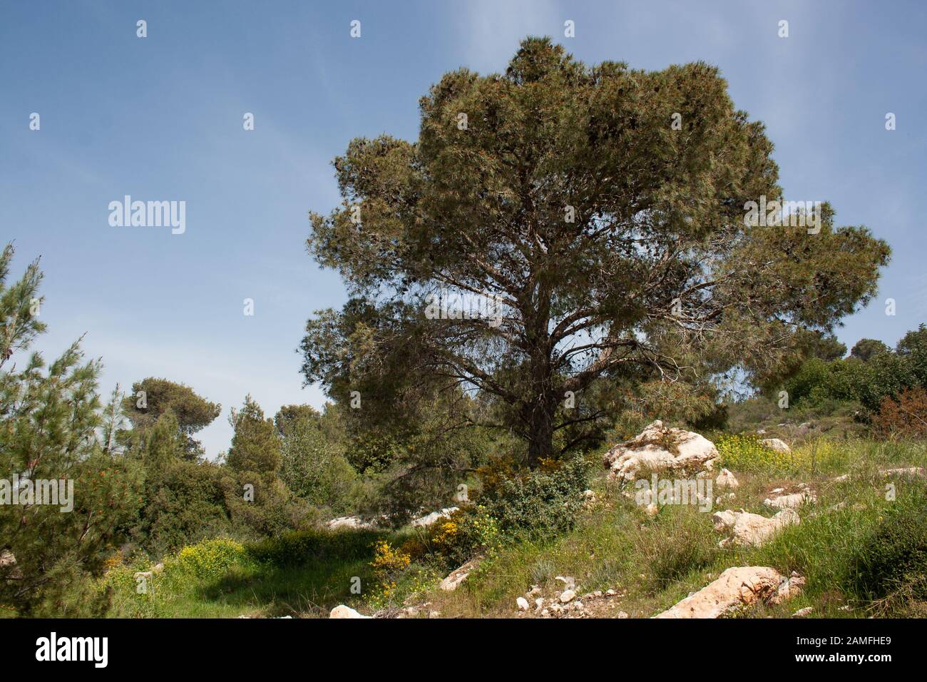 Pinus halepensis. Aleppo pine trees. Their origin is the Mediterreanean and Western Asia. In South Africa it is cultivated for shelter poles and for f Stock Photo