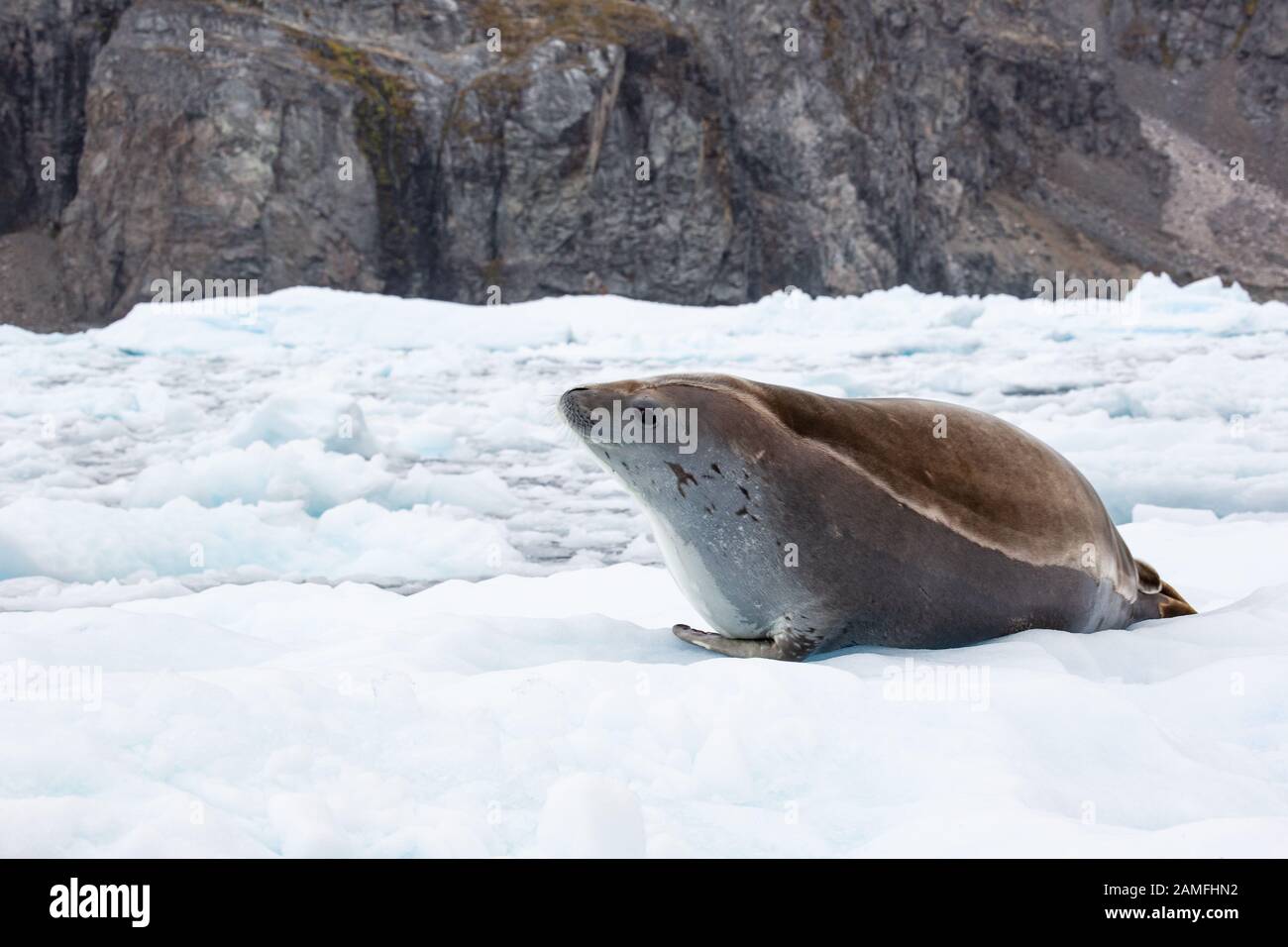 Crabeater Seal (Lobodon carcinophaga) on an iceberg in Antarctica. Crabeater seals are the most common large mammal on the planet after humans, with a Stock Photo