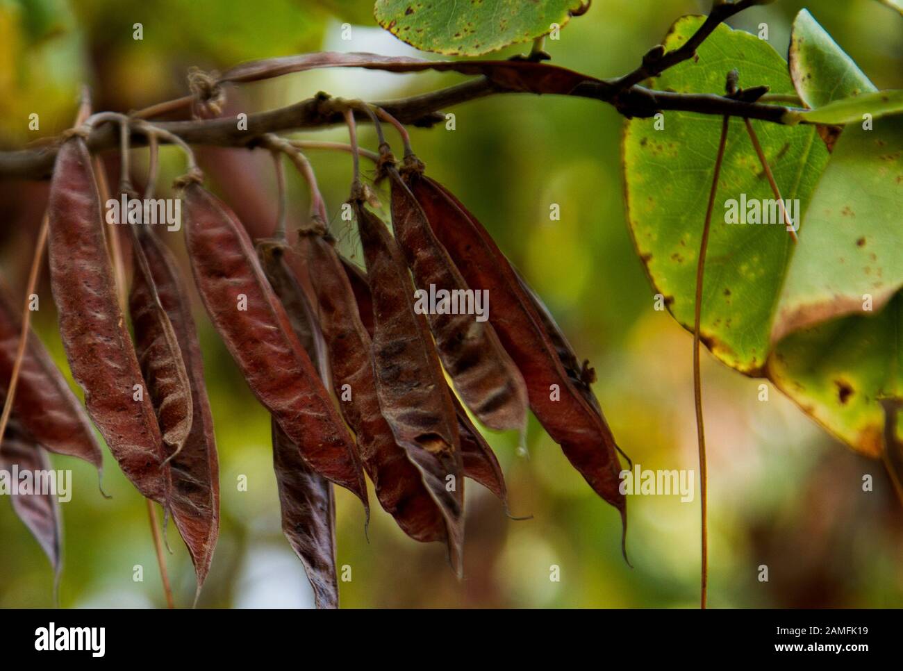 Seedpods of a Judas Tree Cercis siliquastrum Photographed in Israel in September Stock Photo