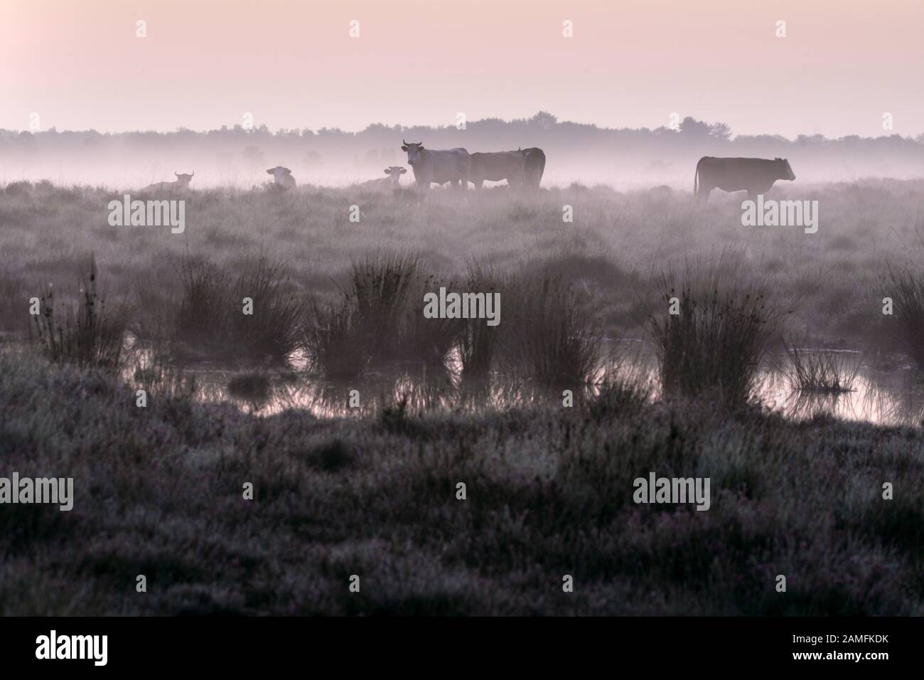 Cows in the mist in Dwingelderveld, the Netherlands Stock Photo
