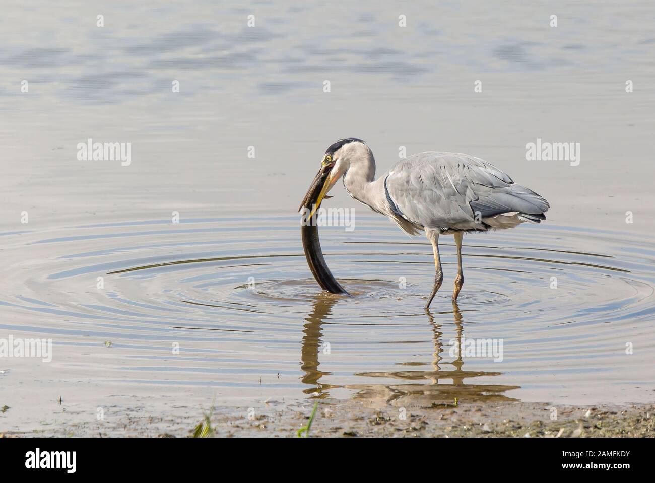 Heron eating eel hires stock photography and images Alamy