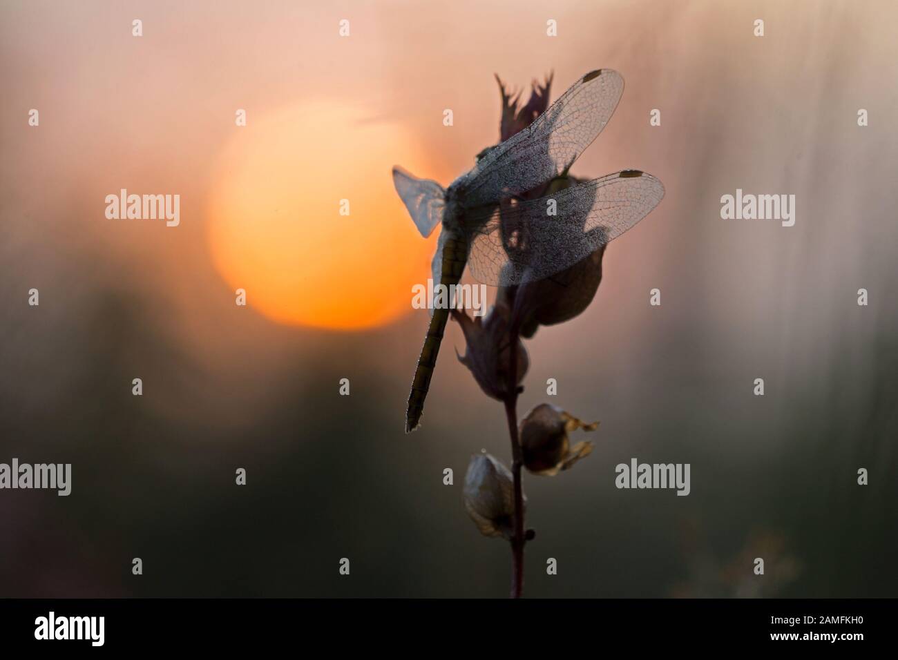 Insect yellow heather dragonfly in morning dew in slightly rising sun at the Kremersdijkje in Alteveer, the Netherlands Stock Photo