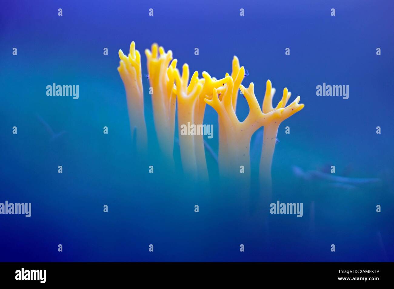Coral fungus in forestry Ruinen, the Netherlands Stock Photo