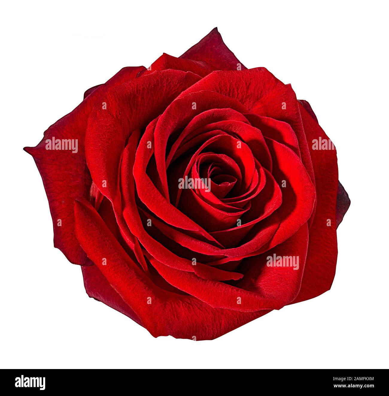 Valentine rose plant hi-res stock photography and images - Alamy