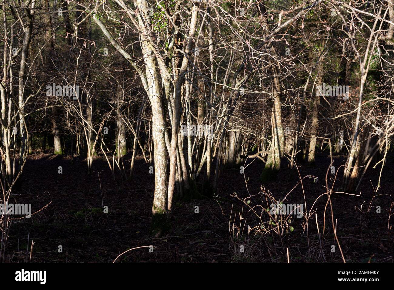 Mixed Devon woodland,bosk, coppice, copse, silva, thicket, woodland, boscage Stock Photo