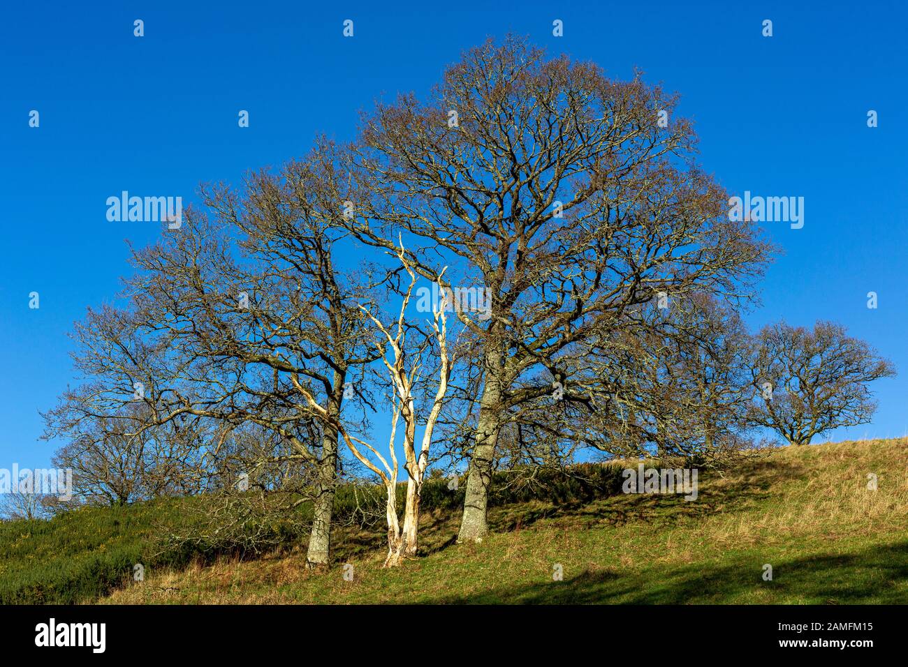 Mixed Devon woodland,bosk,three oaks one dead, dead oak, coppice, copse, silva, thicket, woodland, boscage Stock Photo