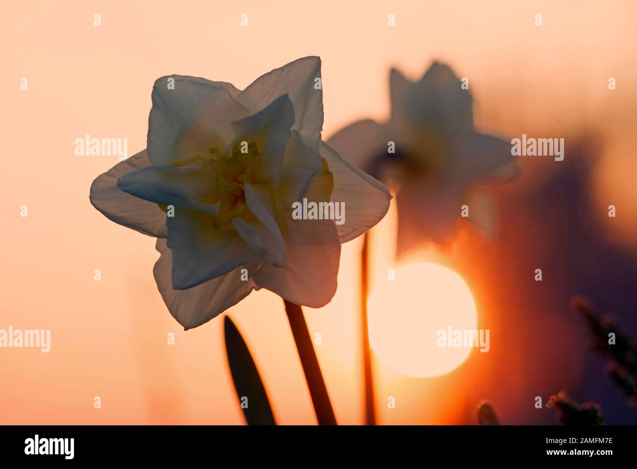Daffodil in light rising sun, the Netherlands Stock Photo
