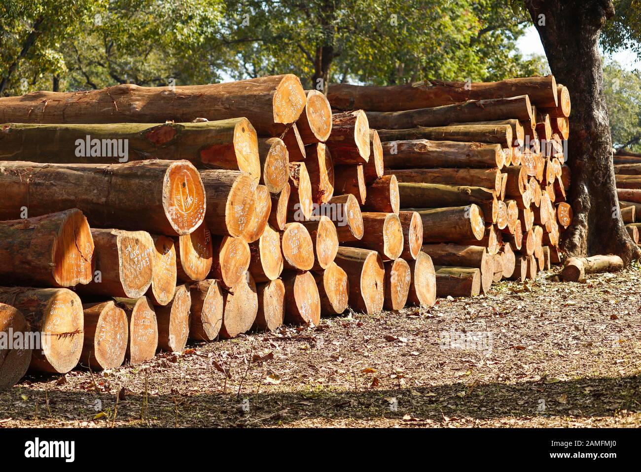 Heap of timber kept in Sijhora warehouse of Madhya Pradesh. lumber or timber industry concept Stock Photo